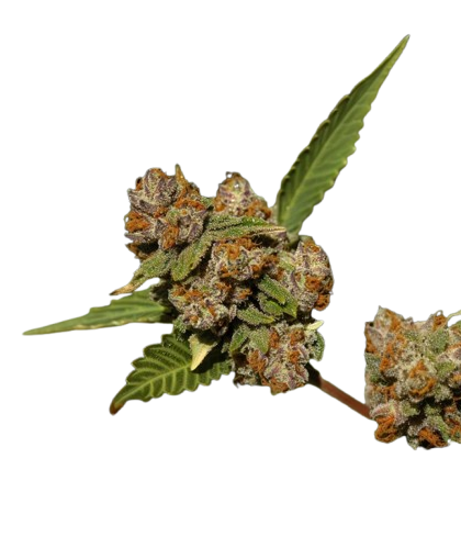 Jealousy Pie Strain