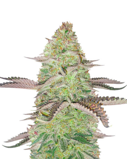 GSC Feminized (56 seeds)