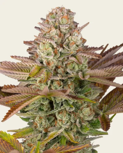 Jealousy Strain Seeds (25 Seeds per pack)
