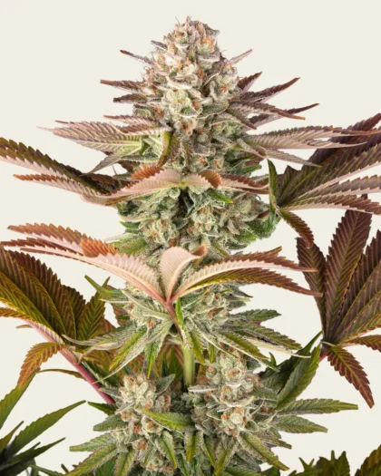 Jealousy Strain Seeds (3 Seeds per pack)