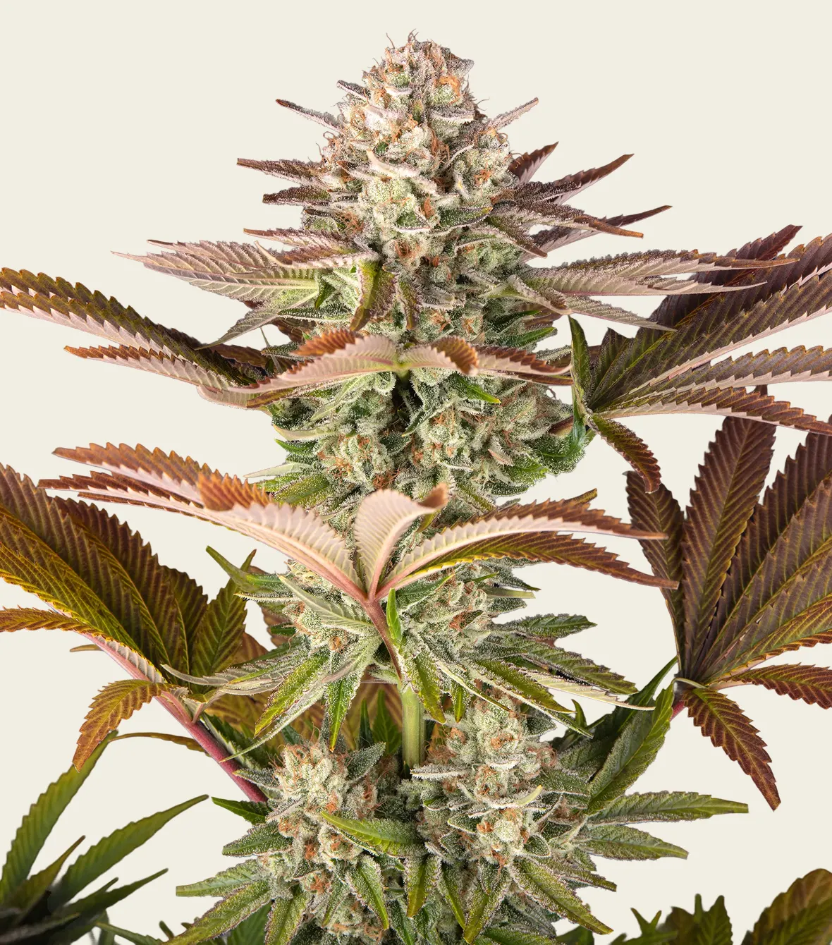 Jealousy Strain Seeds (3 Seeds per pack)