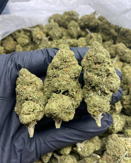 OG Kush (28g)